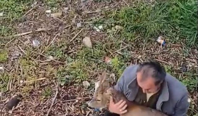 Yaralı karaca derede bulundu