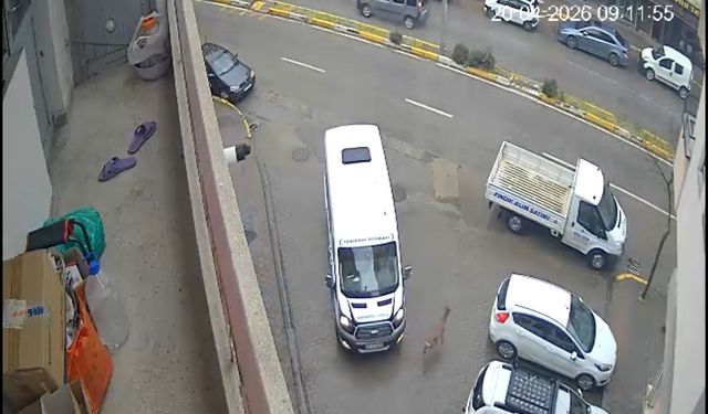 Karaca Giresun'un Görele ilçesinde şehir merkezine indi: iki araca çarptı, gözden kayboldu