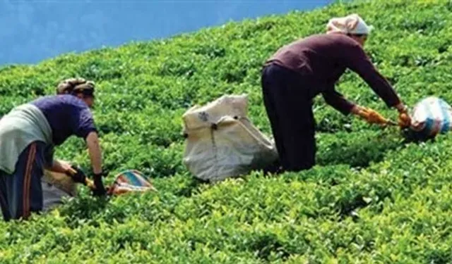 ÇAY ÜRETİCİLERİ YOKSULLAŞIYOR
