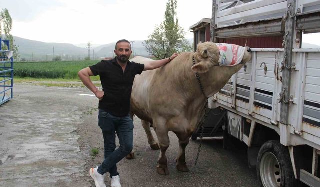 1,2 tonluk kurbanlık 650 bin liraya alıcısını bekliyor