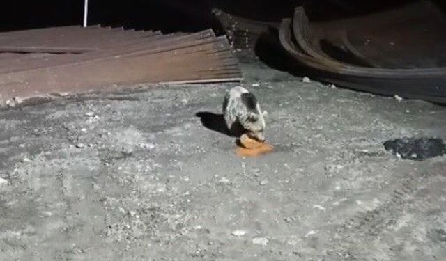 Köpeklerin kovaladığı ayı yemeğini bırakmadı