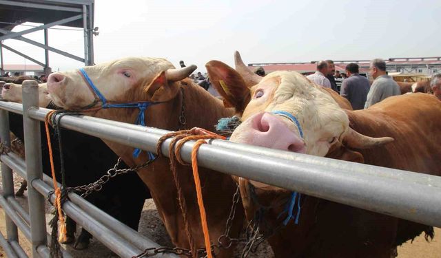 Çorum'da hayvan pazarında Kurban Bayramı haraketliliği başladı