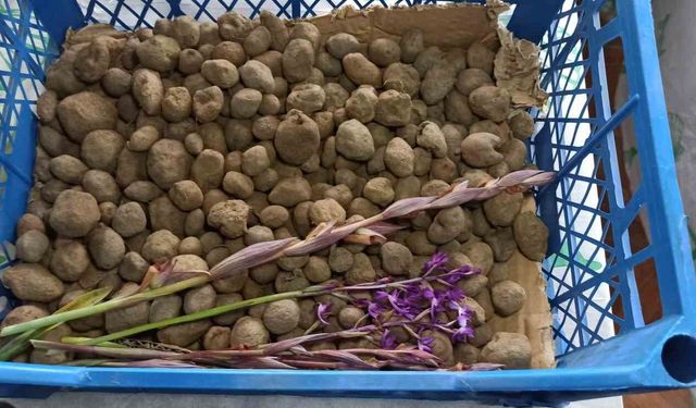 Doğa yürüyüşünde bulduğu salep orkidesi hayatını değiştirdi: 60 bin fideyle salep üreticisi oldu