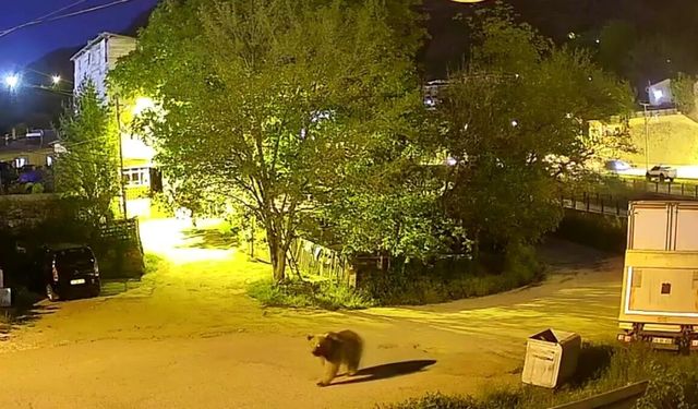 Şehir merkezinde yiyecek arayan ayı kamerada