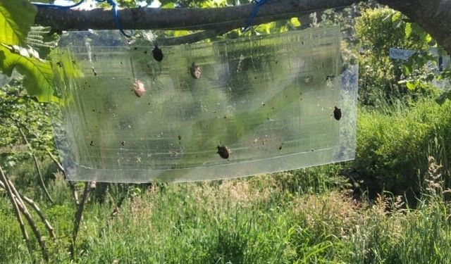 Kahverengi kokarcalar için feromon tuzaklar yenileniyor