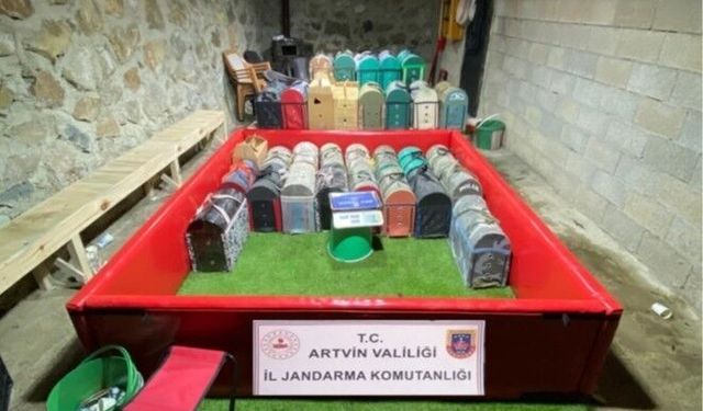 Artvin'de horoz dövüşüne ceza yağdı