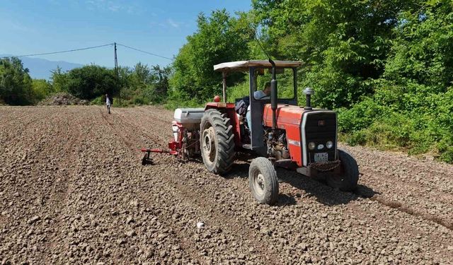 Düzce'de Ata tohumu üretimi büyüyor