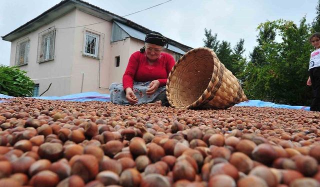 Düzce'den AB ülkelerine 5 bin 291 ton fındık ihraç edildi