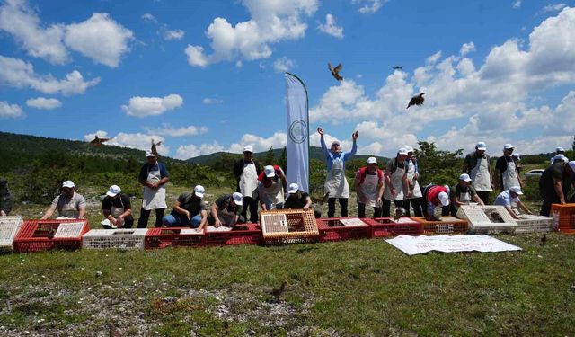 Kastamonu'da doğaya bin 200 kınalı keklik salındı