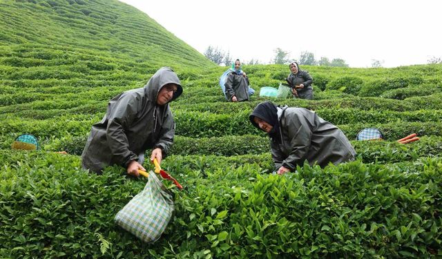 Rize'de çay tarımı yeniden şekilleniyor!