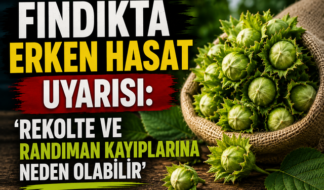 Fındıkta erken hasat uyarısı: 'Rekolte ve randıman kayıplarına neden olabilir'