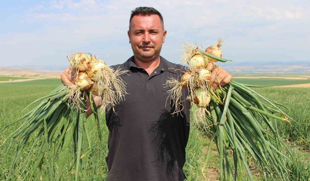 Amasya'da soğan bir bardak çaydan bile ucuz