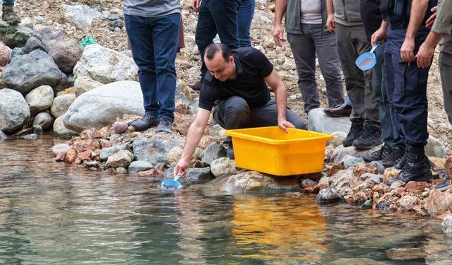 Artvin'de 30 bin kırmızı benekli alabalık yavrusu derelerle buluştu