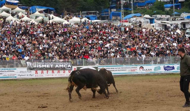Artvin'in Kafkasör Yaylası'nda boğaların 45. randevusu nefes kesti