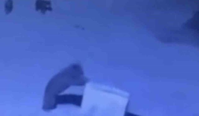 Ayı ailesinin çöp konteyneri ile oyunu