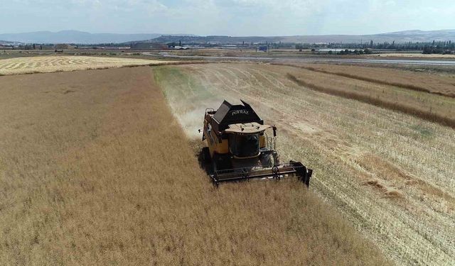 Çorum'da çiftçinin talebiyle planlı üretime alınan kanolada ilk hasat sevinci