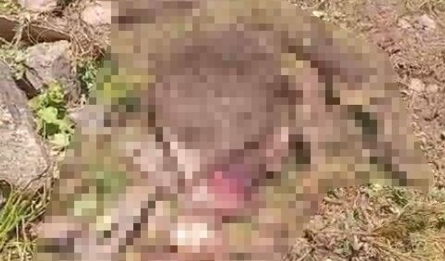 Kaybolan inek ayı tarafından parçalandı