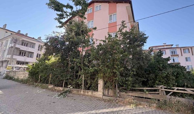 Ihlamur ağacından düşen emekli öğretmen yaralandı