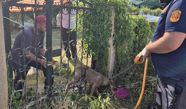 Parmaklıklara sıkışan köpek kurtarıldı