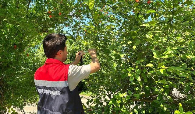 Kokarca zararlısına karşı doğaya 'Samuray Arısı' salındı