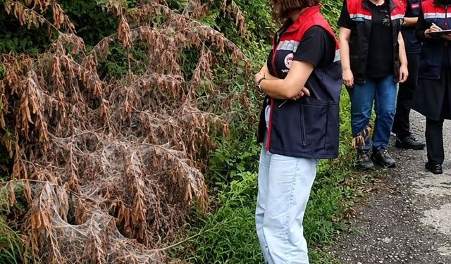 Rize'de tarım alanlarını istila eden Amerikan Beyaz Kelebeği için mücadele başladı