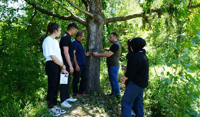 Şehir merkezine yakın köylere kadar inen ayı için Milli Parklar fotokapan kurdu