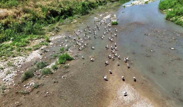 SOĞANLI ÇAYI'NI MESKEN TUTAN LEYLEKLER DRONLA GÖRÜNTÜLENDİ
