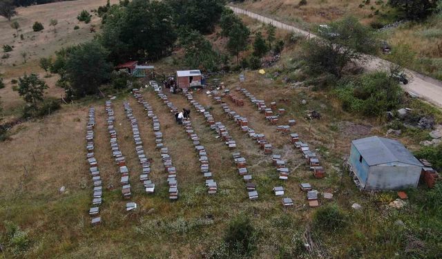 Arıcılıkta yapay zeka dönemi başladı