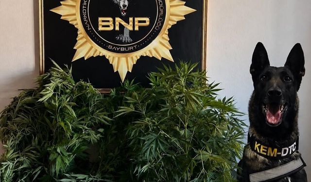 Bayburt'ta 27 kök Hint keneviri ele geçirildi