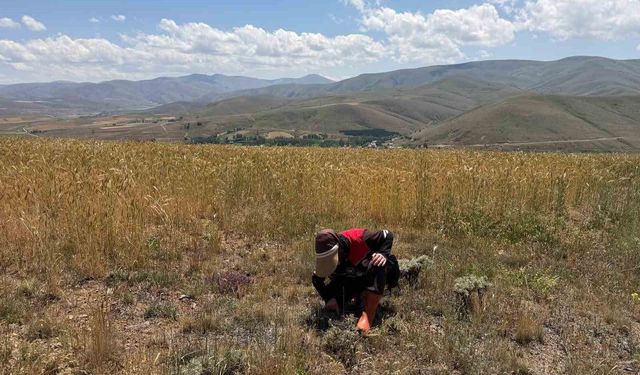 Bayburt'ta ekili alanlarda zararlı takibi devam ediyor