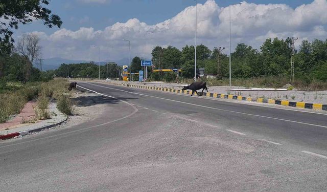 Çaycuma-Perşembe yolunda mandalar sürücülere zor anlar yaşattı