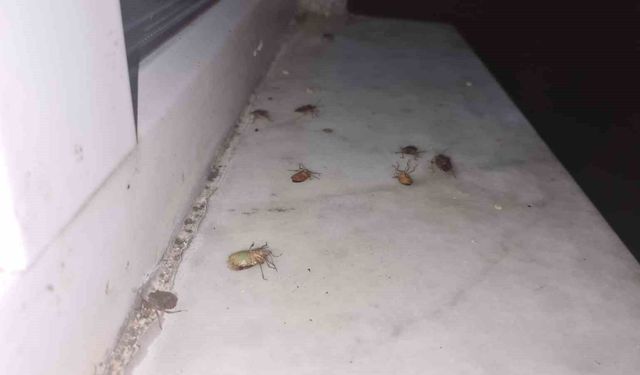 Çaycuma'da kahverengi kokarca alarmı