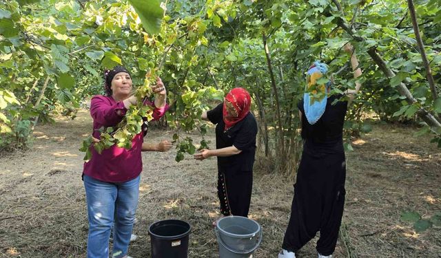 Kadınların imece usulü fındık mesaisi başladı