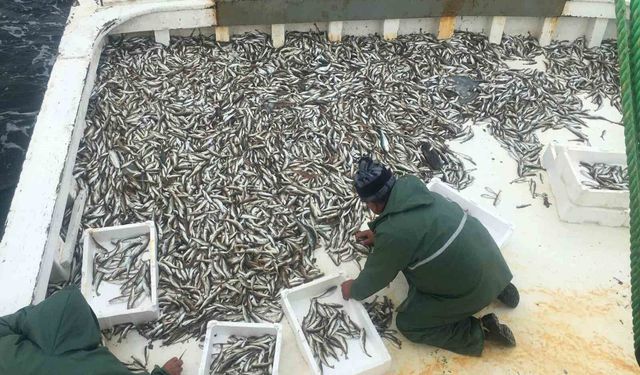 Karadeniz'de sezonun ilk balık avı: Ağlardan mezgit çıktı