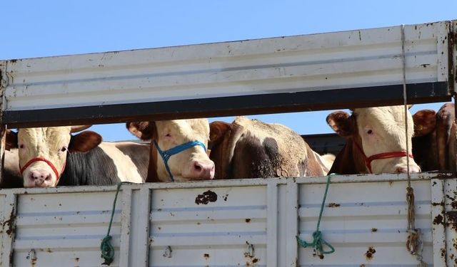 Bayburt'ta şap hastalığına karşı hayvan giriş çıkışları durduruldu