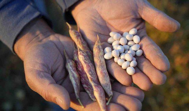 Guinness rekorlu Kelkit şeker fasulyesinde hedef Avrupa pazarı