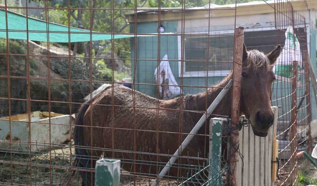 Kesime götürülürken kurtarılan atlara 5 yıldır gönüllüler bakıyor