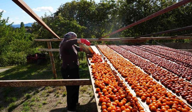 OSMANLI MUTFAĞININ EŞSİZ LEZZETİ ÜRYANİ ERİĞİNDE HASAT BAŞLADI!