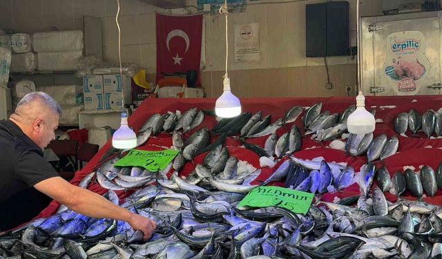 Türkeli'de palamut bereketi: Fiyatı düştü, yüzler güldü