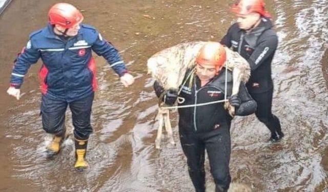 SU KANALINA DÜŞEN KARACININ YARDIMINA İTFAİYE KOŞTU