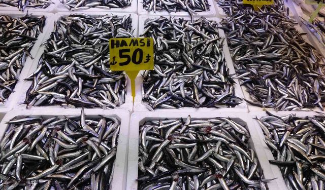 Karadeniz'de Hamsi Göçü Erken Bitti: Umutlar Gürcistan'da Da Karşılık Bulmadı!