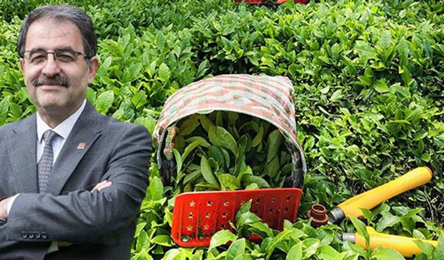 CHP RİZE'DEN ÇAYKUR'A ÇAĞRI: 2026 SEZONU KENDİ HALİNE BIRAKILMASIN