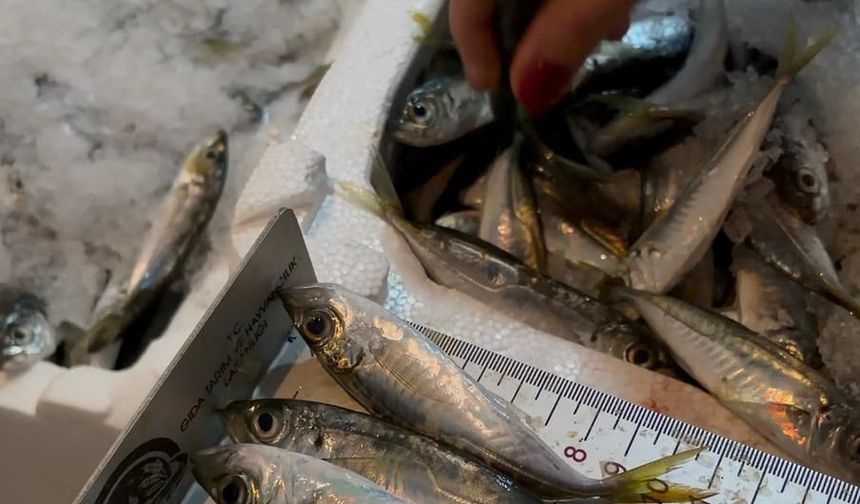 GECE YARISI "İSTAVRİT" OPERASYONU!