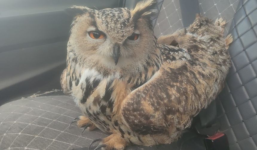 Bayburt'ta bulunan puhuda mantar enfeksiyonu tespit edildi