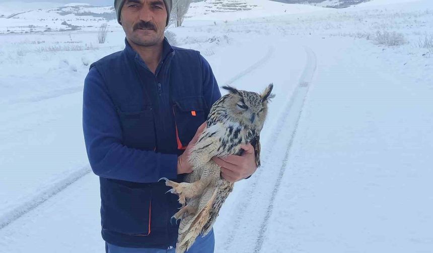 ARACINA ALDI, HASTANELİK OLDU!