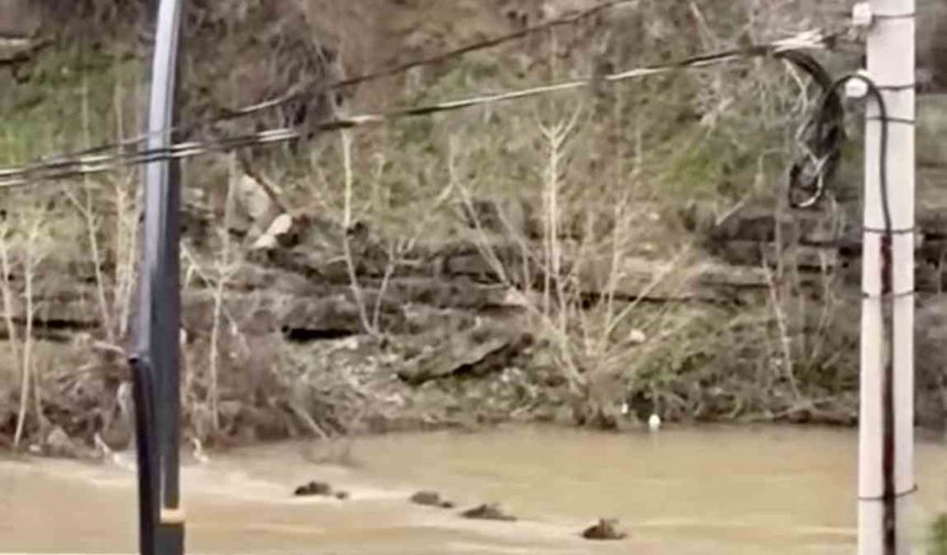 ŞAŞIRTAN GÖRÜNTÜ: DOMUZ SÜRÜSÜNÜN NEHİR MESAİSİ!