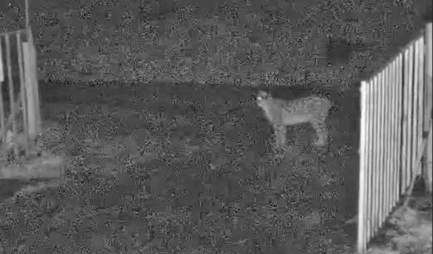 İlçe merkezine inen vaşak kamerada