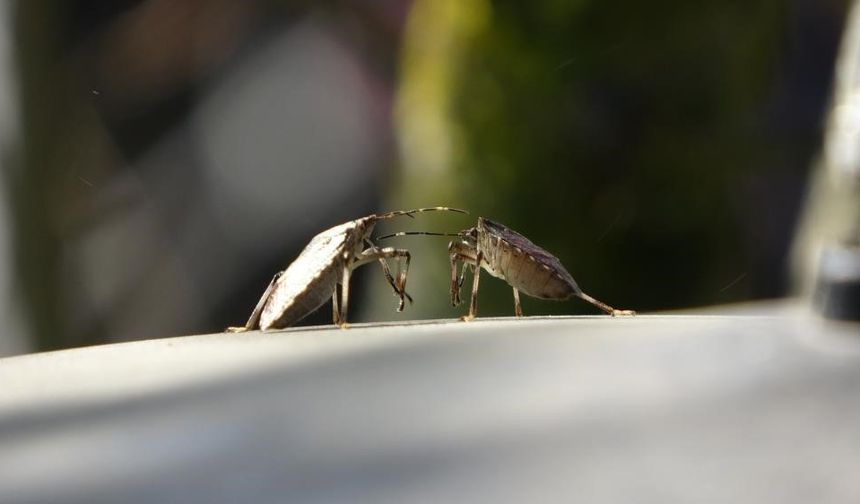 Kahverengi kokarca tehdidinde kritik dönem