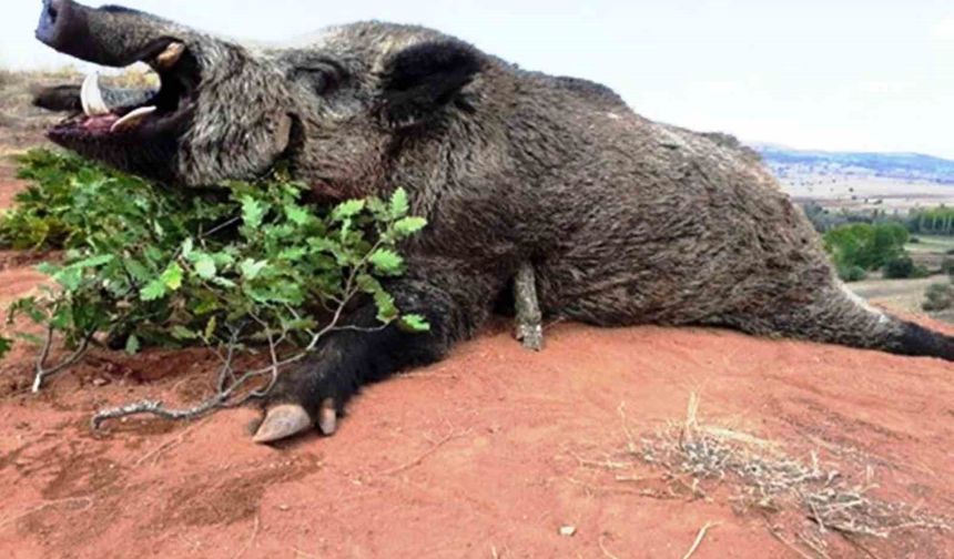 Samsun'da avlanma pulundan 5 milyon TL gelir