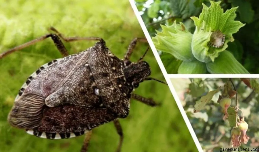 UYUYAN TEHLİKE: MART’TA İSTİLA BAŞLIYOR!